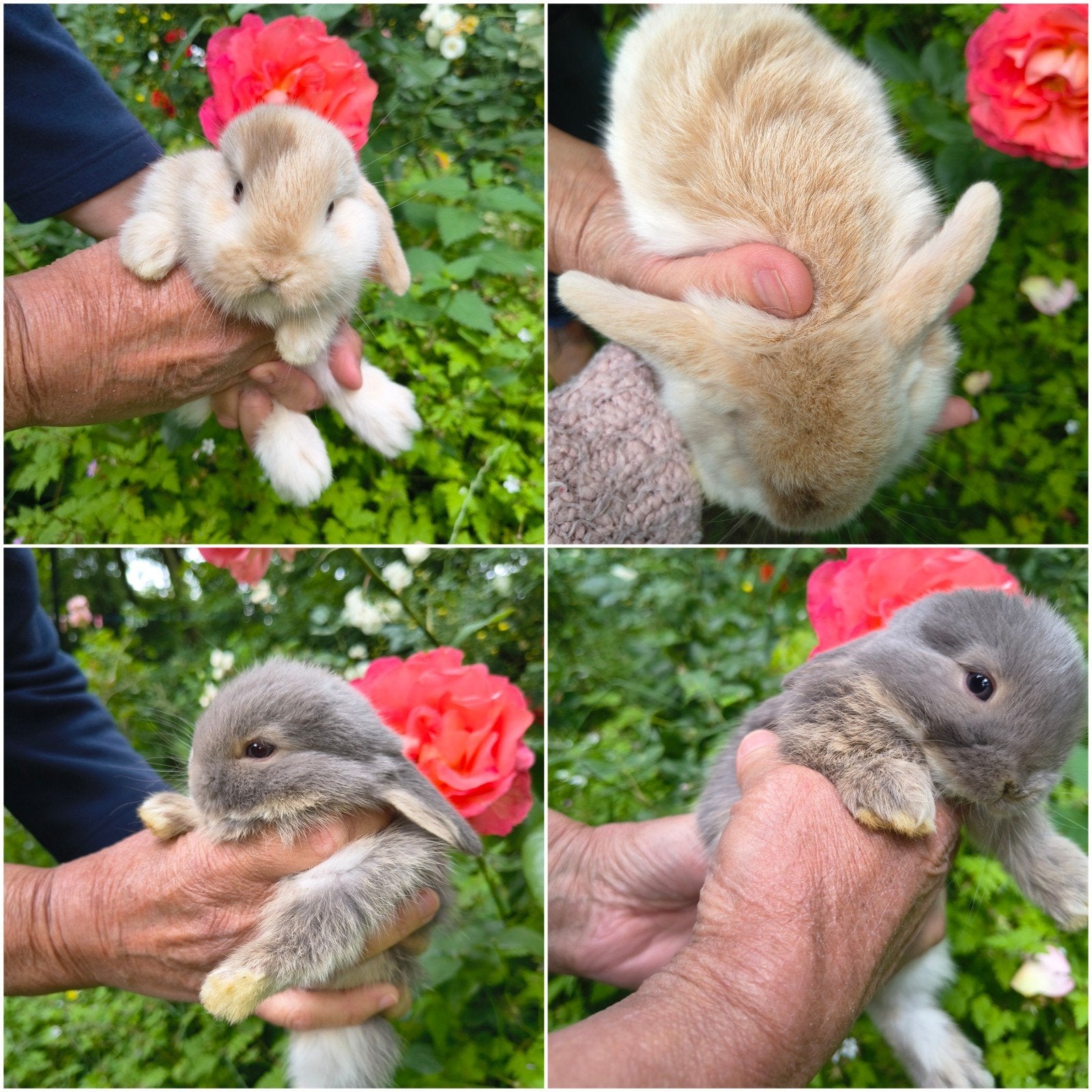 Prachtig duo NHD dwergkonijn tjes, Meerdere dieren, Dwerg, Hangoor, 0 tot 2 jaar