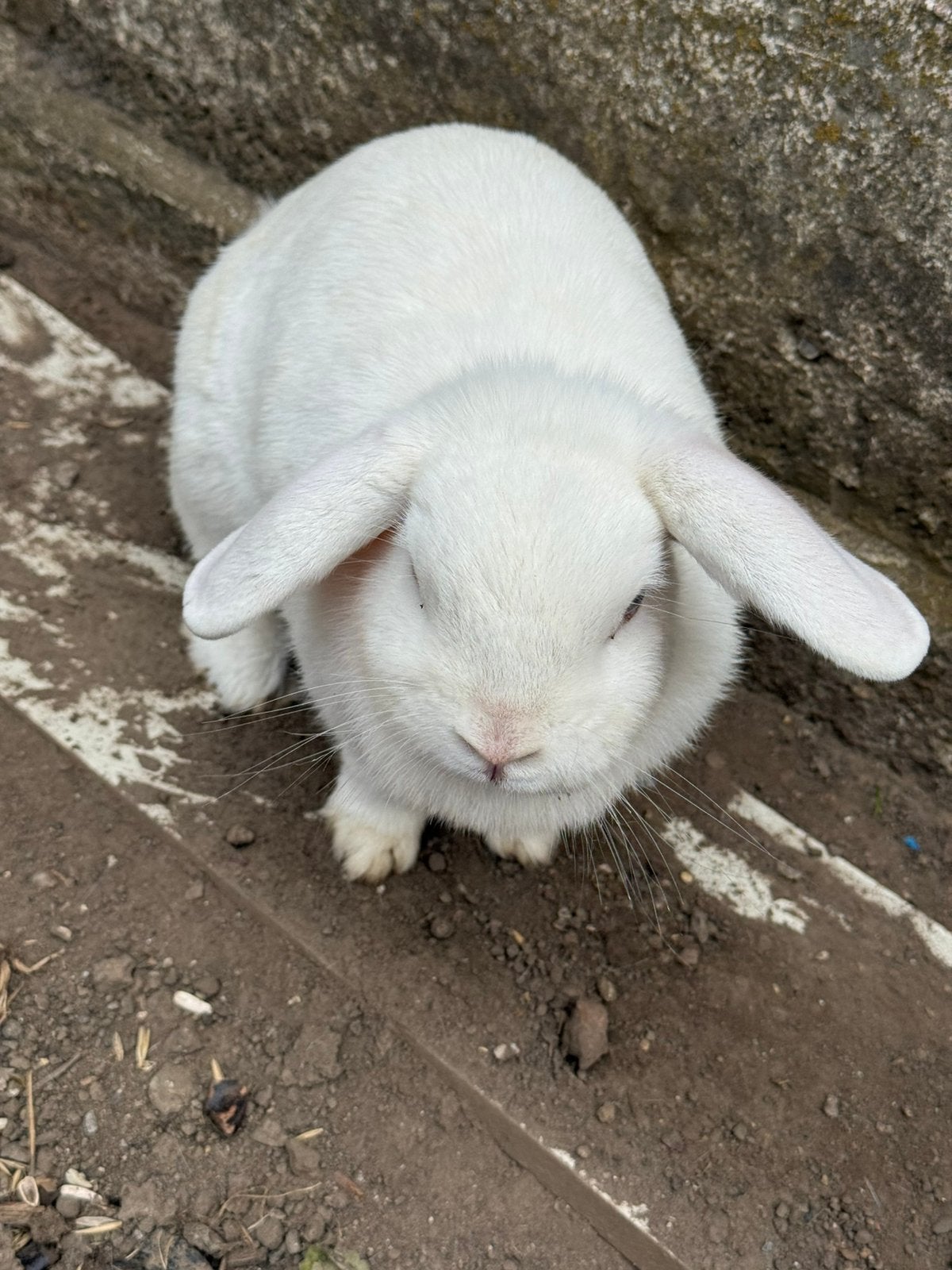Dwergkonijntjes, Dieren en Toebehoren, Konijnen, Vrouwelijk, Dwerg, 3 tot 5 jaar