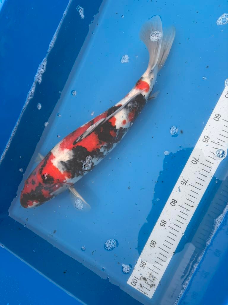 Showa 52 cm van isa koi farm met certificaat