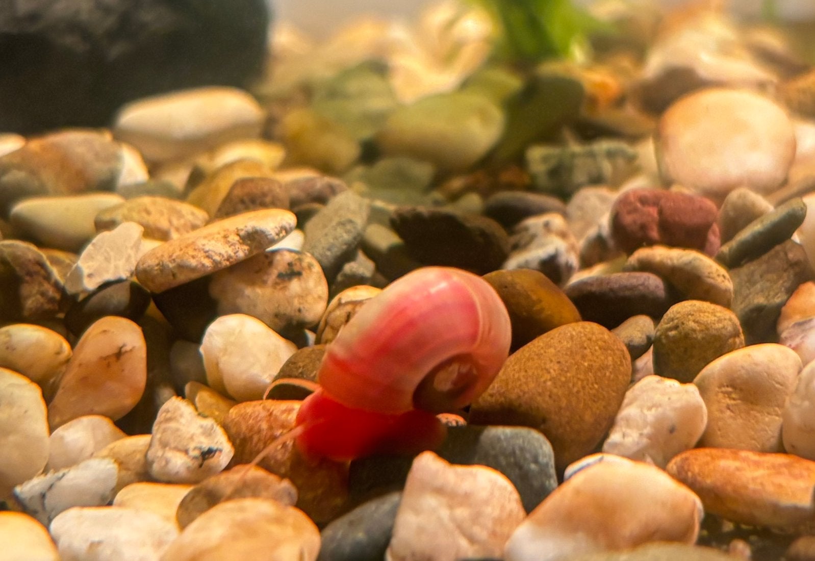 Roze posthoornslakjes, Animaux & Accessoires, Escargot ou Mollusque, Poisson d'eau douce