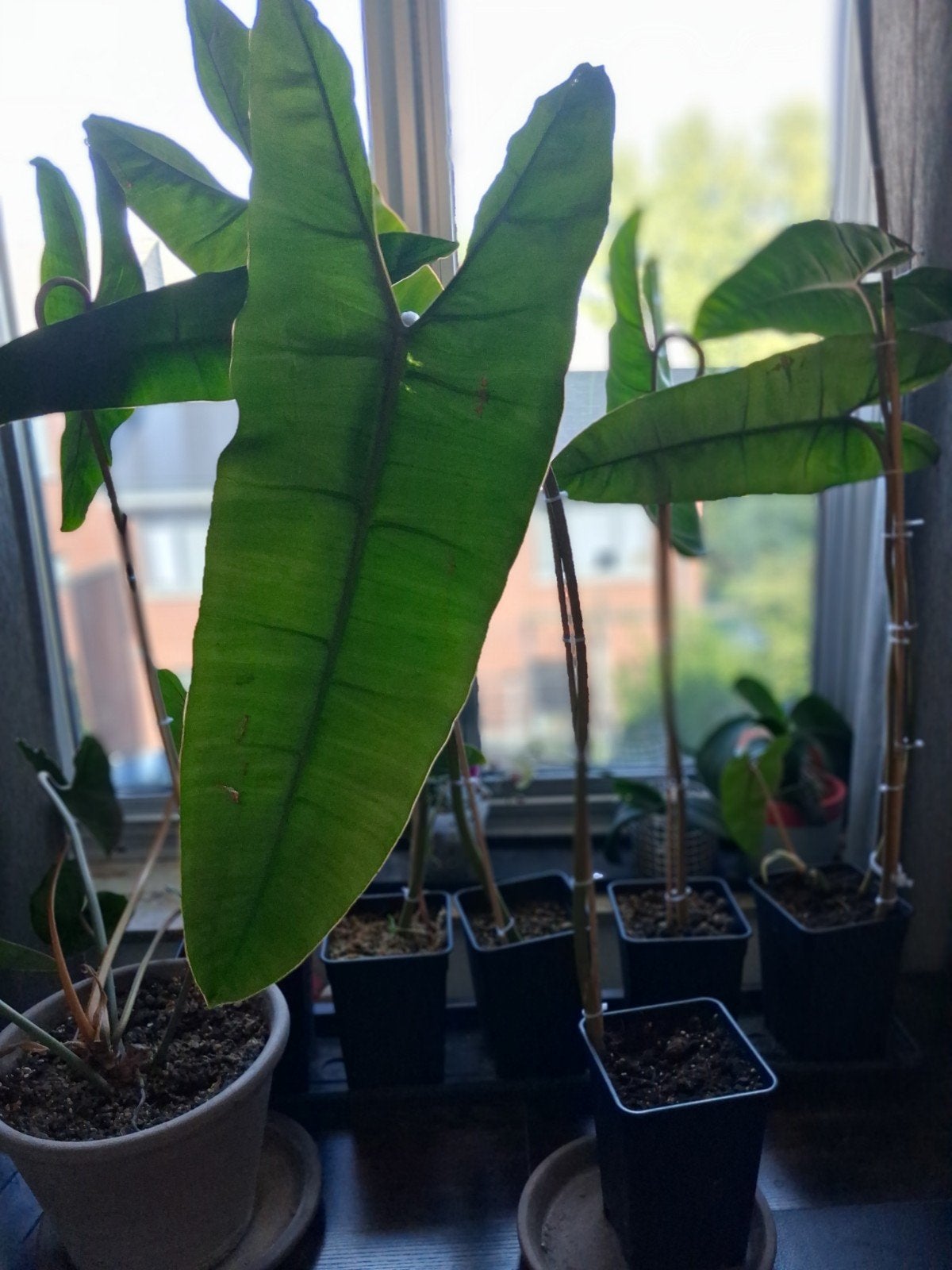 Philodendron billietiae, Huis en Inrichting, Ophalen