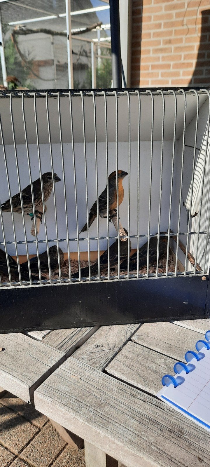 Mexicaanse roodmussen 2026, Dieren en Toebehoren