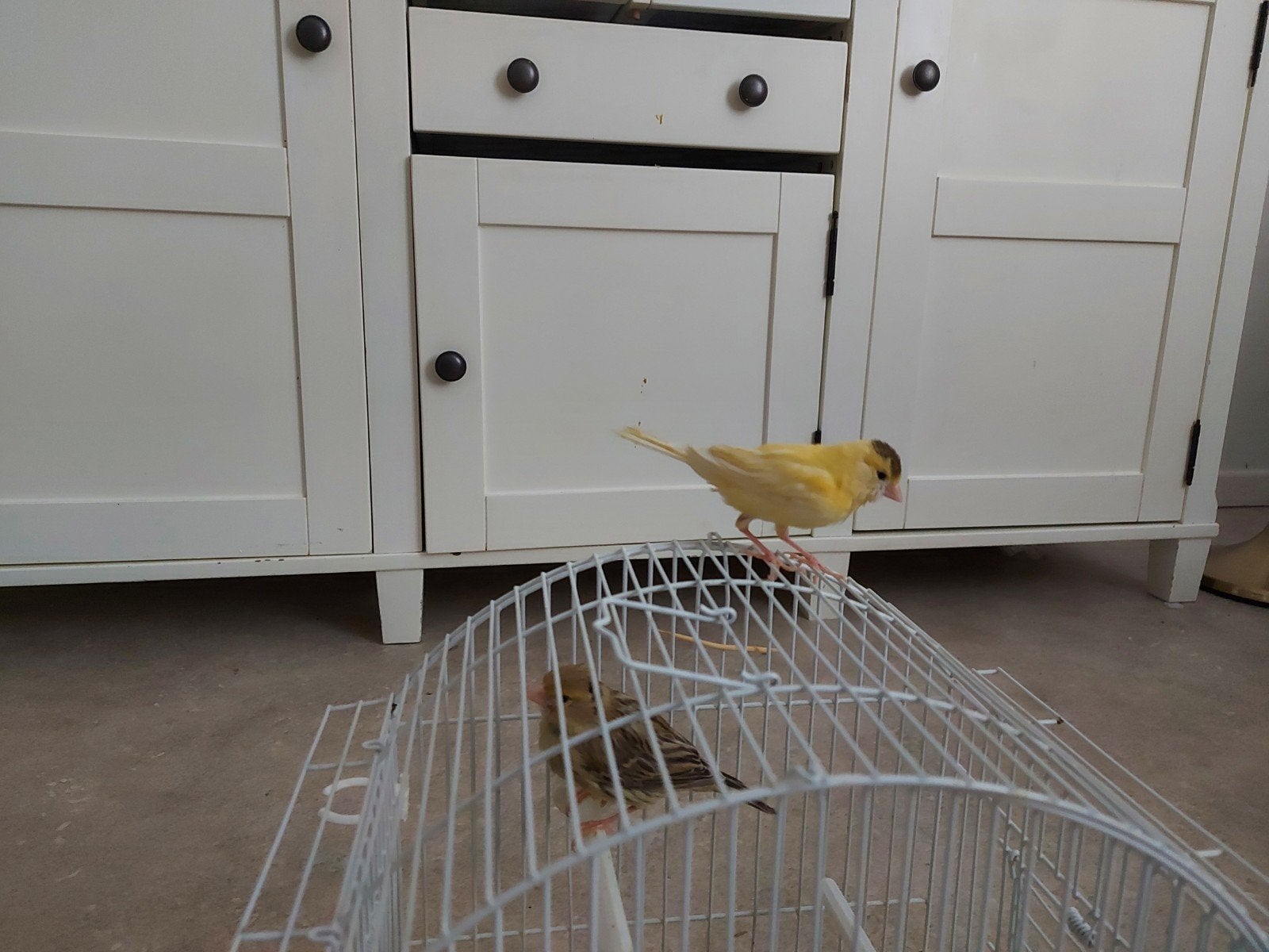 Canaris