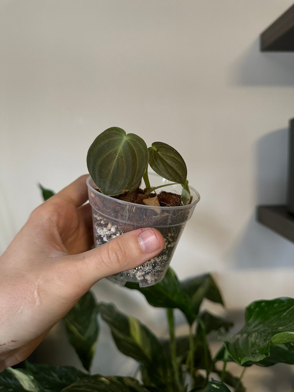 Philodendron melanochrysum, Huis en Inrichting, Kamerplanten, Ophalen
