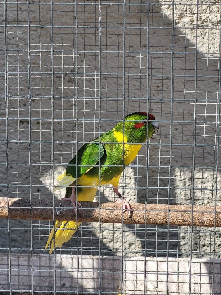 Kakariki bont, Femelle, Perruche