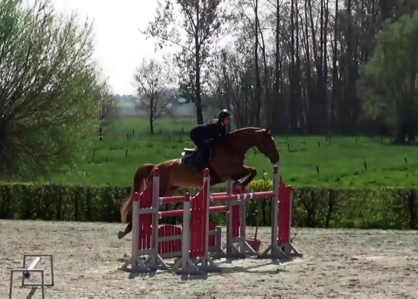Super braaf allround paard, Avec pedigree, 11 ans ou plus, Ne s'applique pas, Cheval de saut