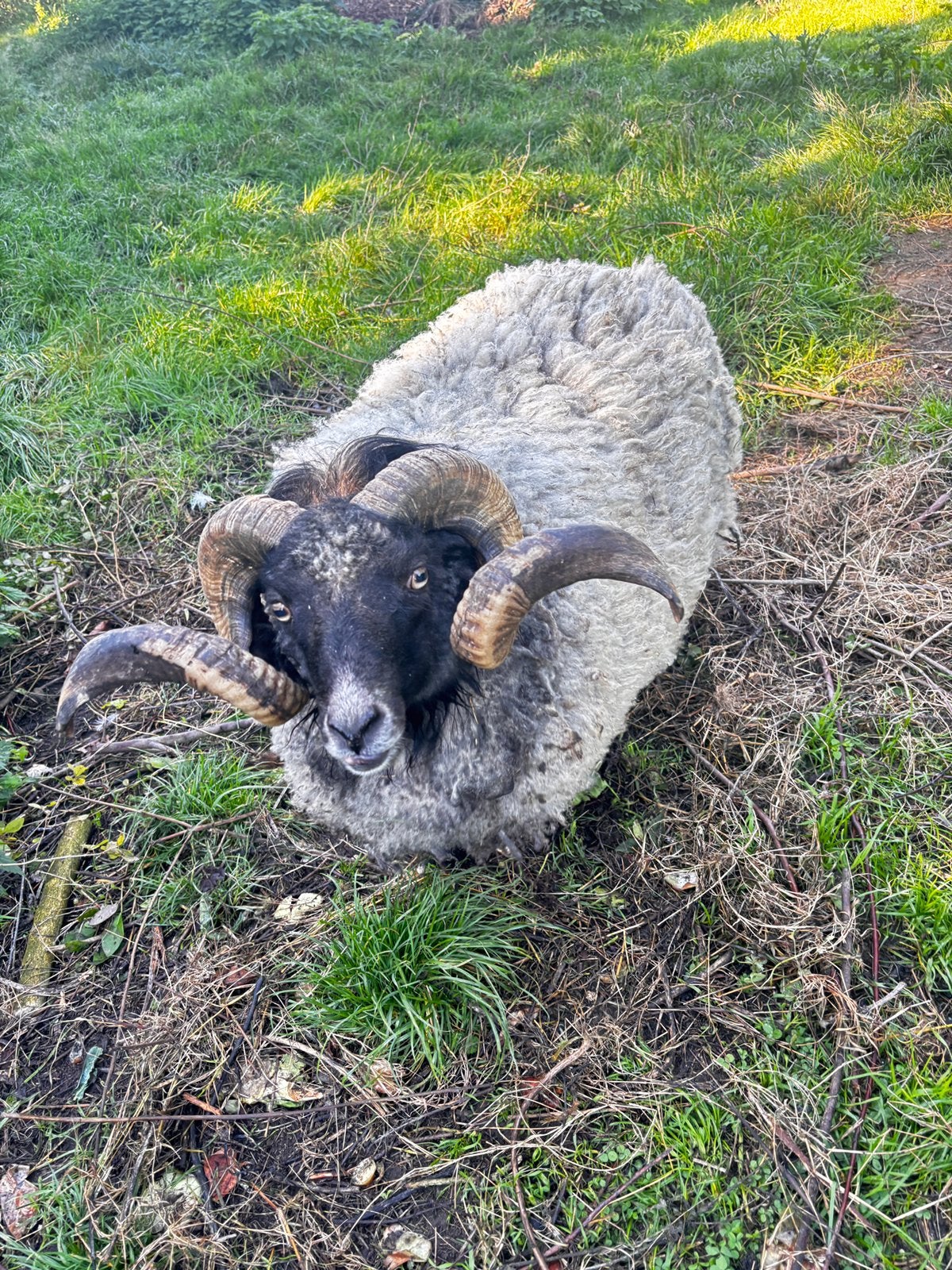 Ouessantschaap dwergschaap te koop, Dieren en Toebehoren, Schaap