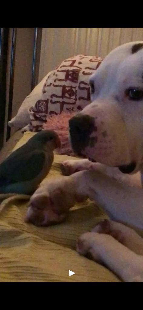 Blauwe monniksparkiet, Dieren en Toebehoren, Mannelijk, Parkiet, Pratend