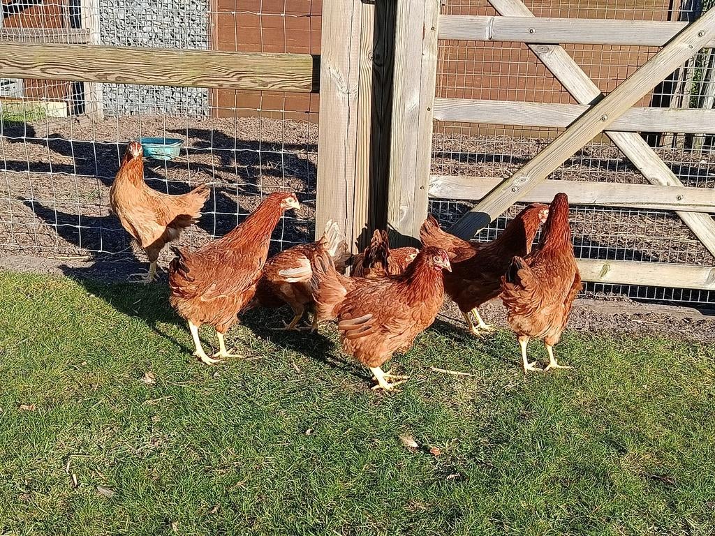 Isa brown toplegkippen, Dieren en Toebehoren, Pluimvee, Kip