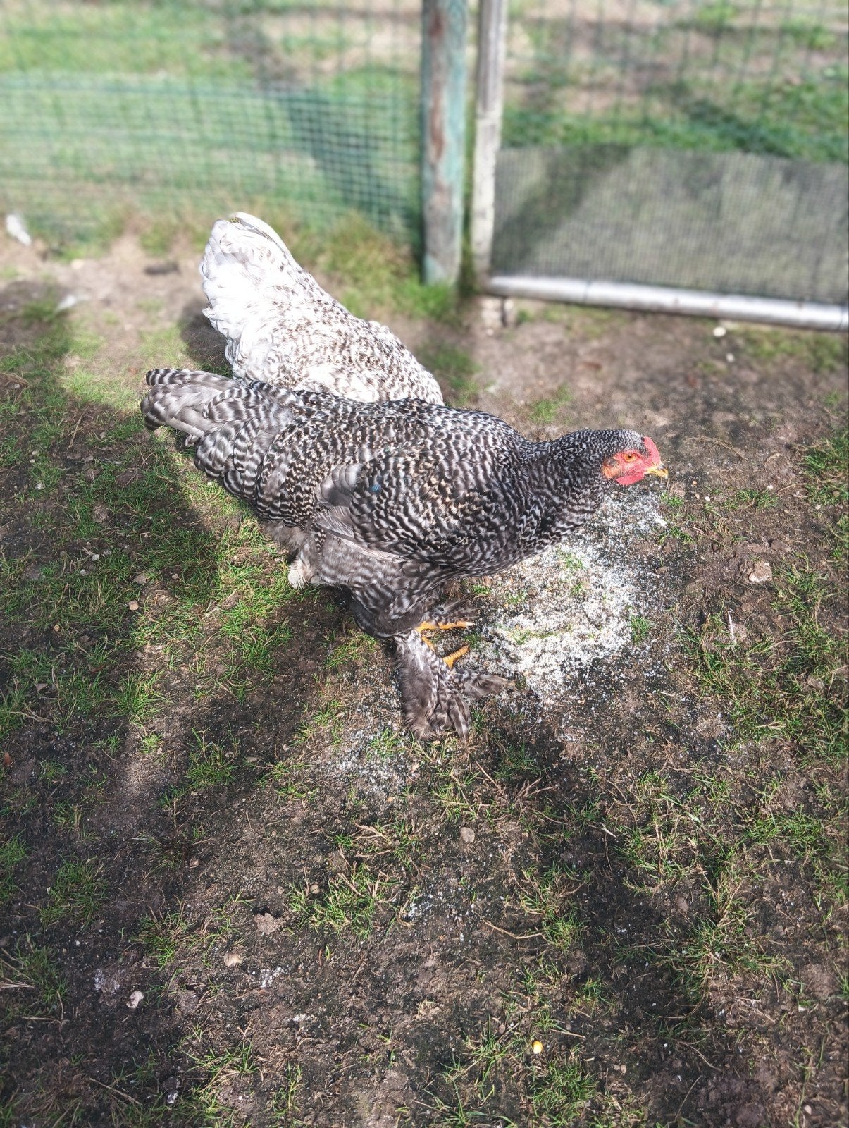 jonge brahma mechelse koekoek hanen, Dieren en Toebehoren, Mannelijk