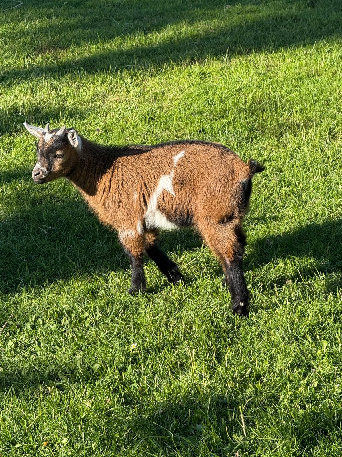 Wit en bruin bokje te koop, Mâle, Chèvre, 0 à 2 ans