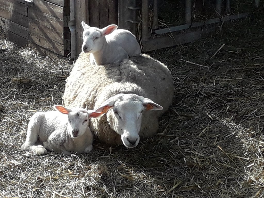 Aankoop van schapen en geiten, Dieren en Toebehoren, Schapen, Geiten en Varkens