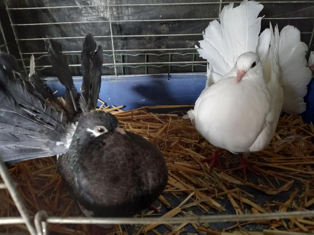 2 jonge pauwstaarten, Dieren en Toebehoren