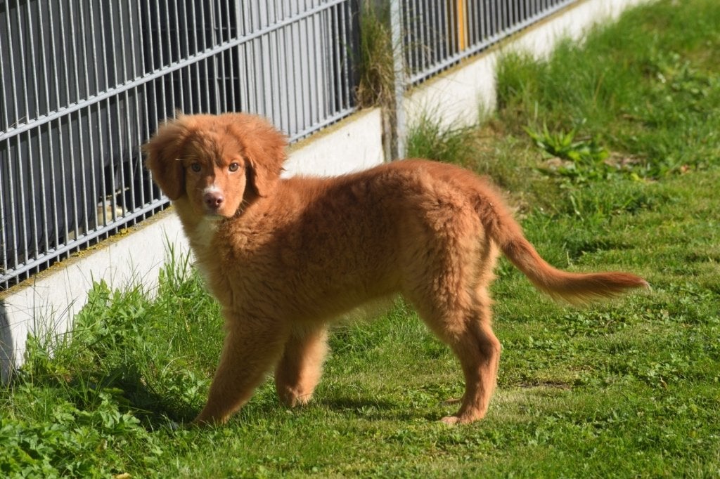 Nova Scotia duck tolling retriever pup, België, 15 weken tot 1 jaar, CDV (hondenziekte), Meerdere