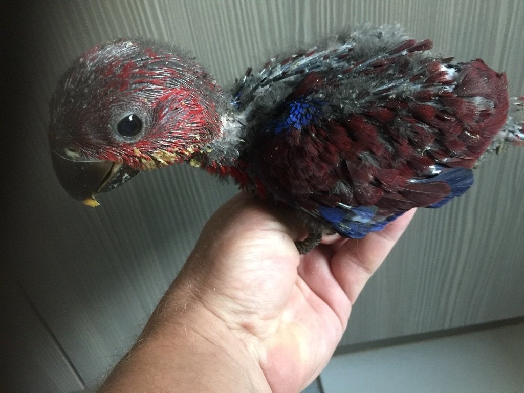 ️️️️❤️❤️ Bébé éclectus femelle (rouge avec bleu), Animaux & Accessoires, Oiseaux | Perruches & Perroquets, Perroquet