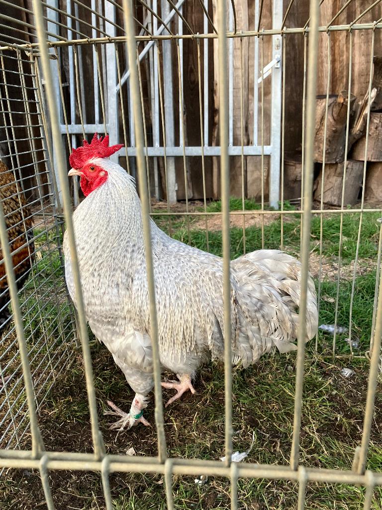 Coqs d'ornement pour poules pondeuses, Mâle, Poule ou poulet