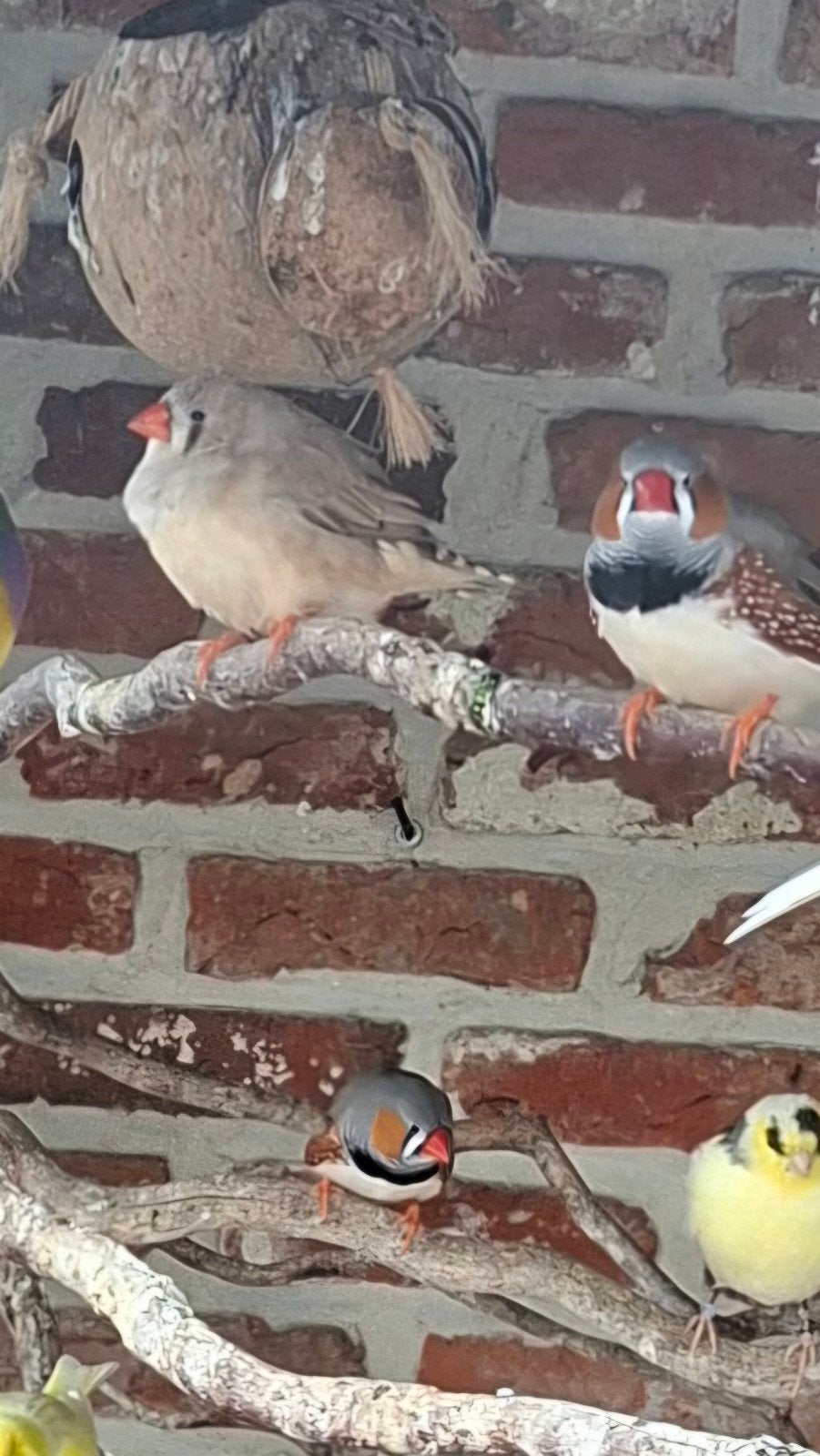 3 zebravinken en 4 japanse meuwen, Dieren en Toebehoren