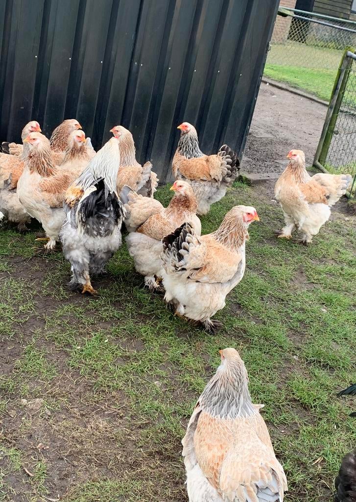 Brahma Zalm broedeieren + Isa Brown broedeieren, Dieren en Toebehoren, Meerdere dieren, Kip