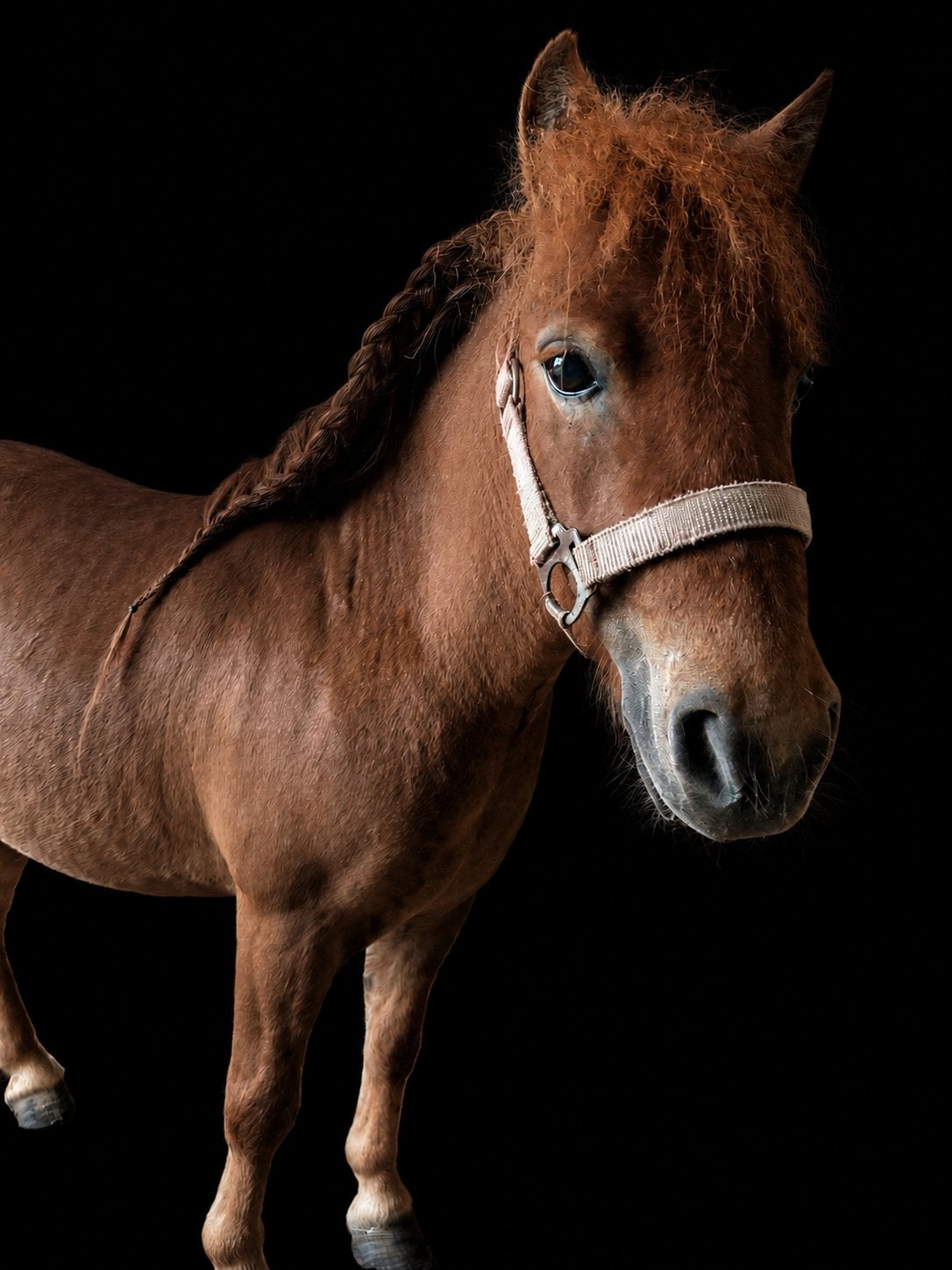 Mini shetlander âgé de 4 ans, Vermifugé, Poney d'attelage, Poney A (jusqu'à 1.17 m), Non dressé
