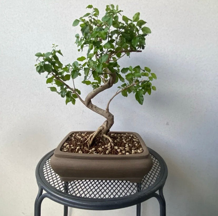 Sageretia Thea (Chinese zoete pruim) Bonsai, Tuin en Terras, Ophalen of Verzenden