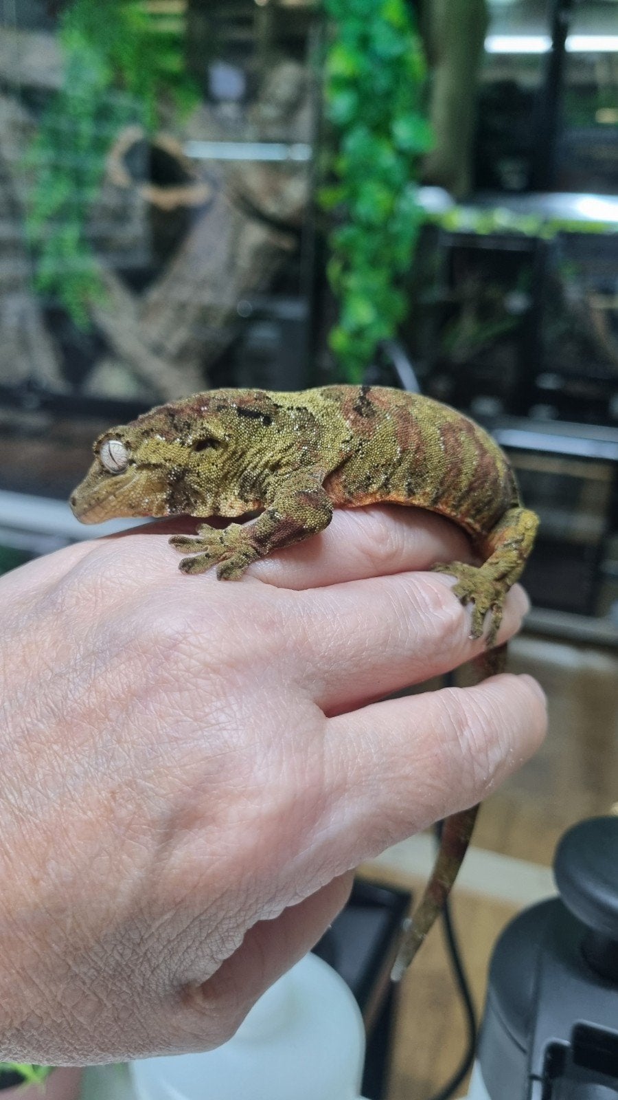 M.Chahoua mainland mannetje RTB, Animaux & Accessoires, Reptiles & Amphibiens, Domestique