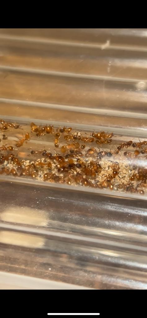 Myrmica rubra 2-3q + 100werksters / mieren ant kolonie, Dieren en Toebehoren, Mieren