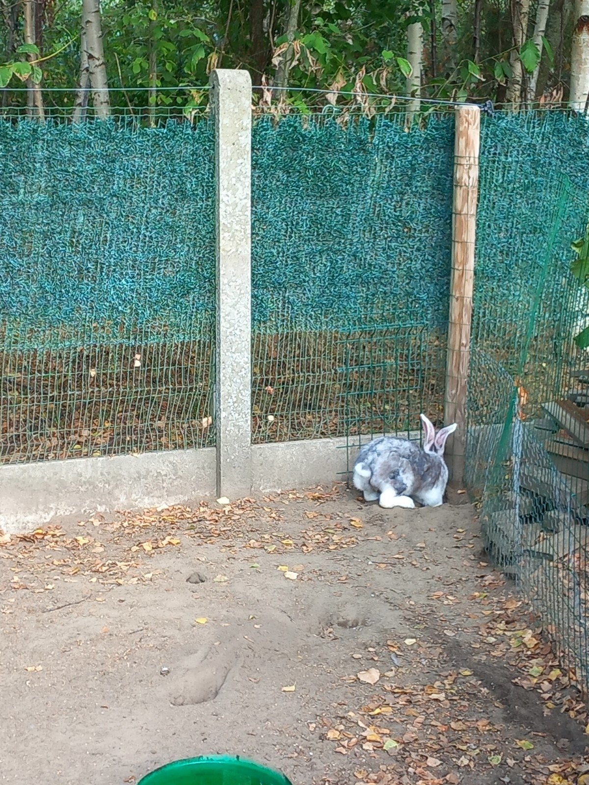 duitse reuze konijnen, Dieren en Toebehoren, Konijnen