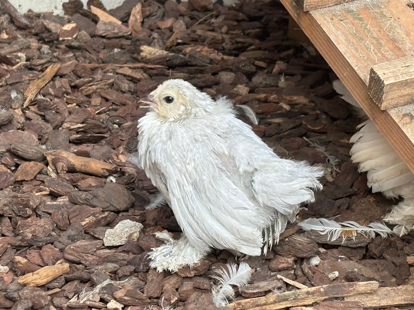 Ukkelse baardkrielen hennen, Dieren en Toebehoren, Pluimvee, Meerdere dieren, Kip