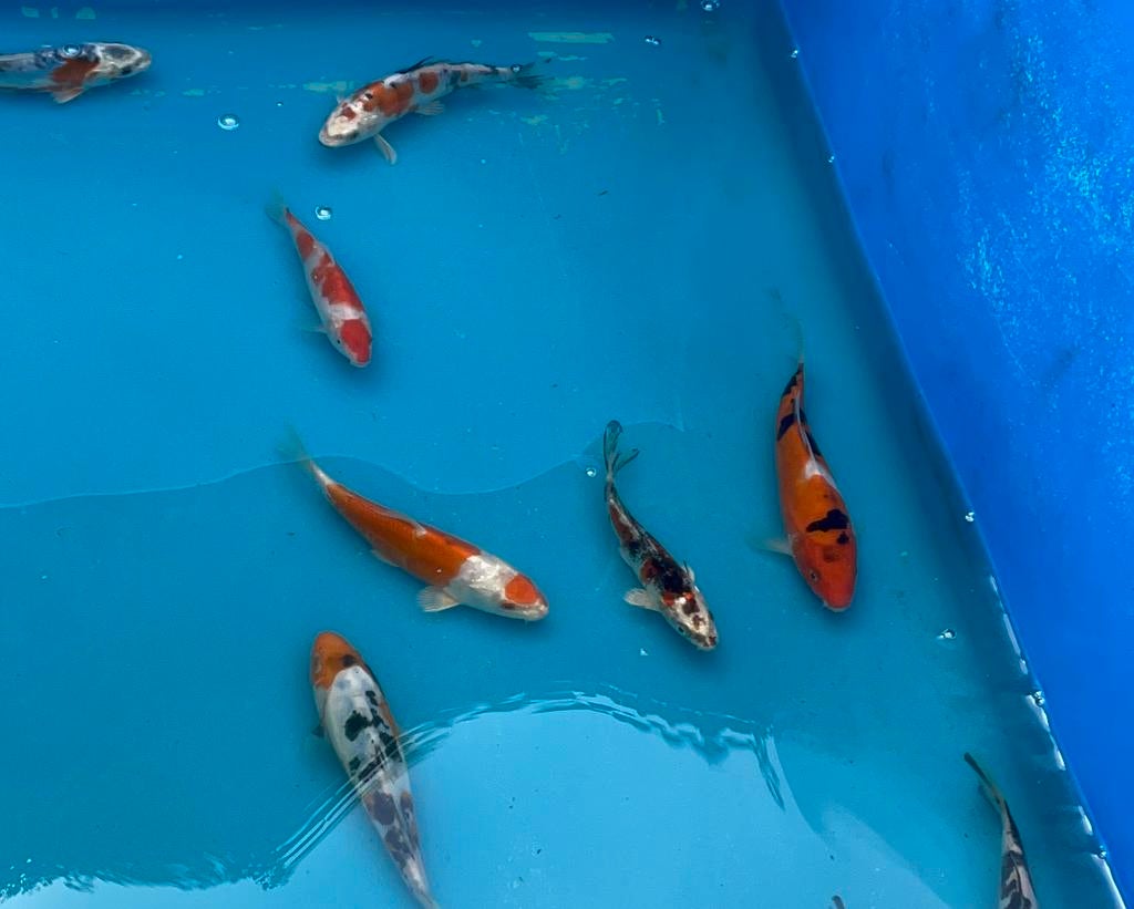 Japanse koi 15-20cm, Karper of Koi