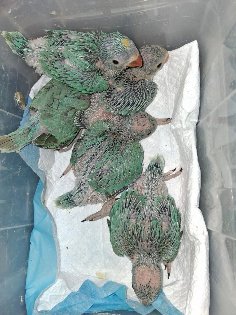 halsband parkiet, Dieren en Toebehoren, Parkiet, Geringd