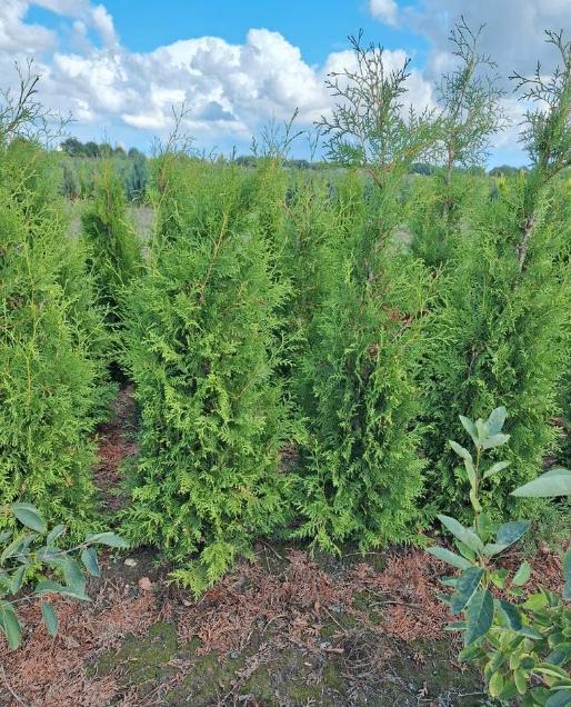 Thuja Occidentalis ‘ Brabant ’ Westerse Levensboom, Tuin en Terras, Planten | Struiken en Hagen, Haag, Conifeer, Ophalen