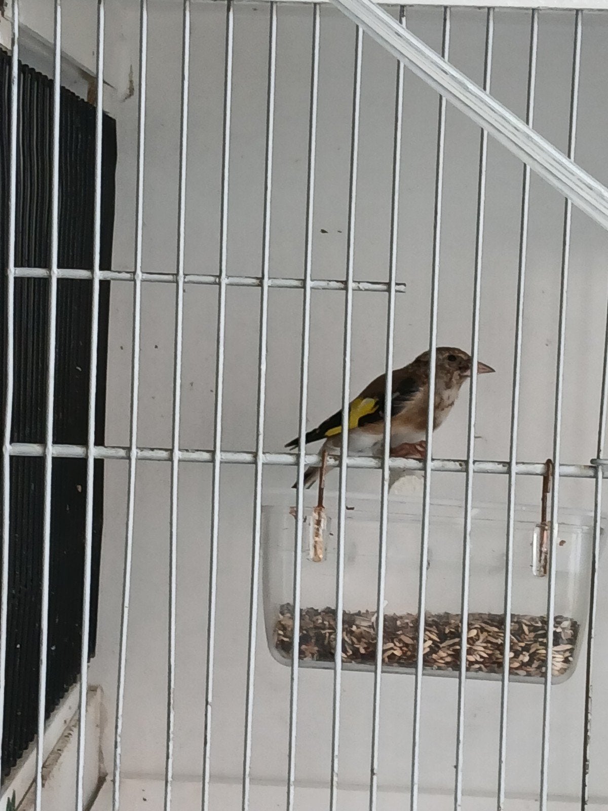 2 jonge  kleine distelvinken van 2026, Dieren en Toebehoren, Mannelijk, Wildzangvogel, Geringd