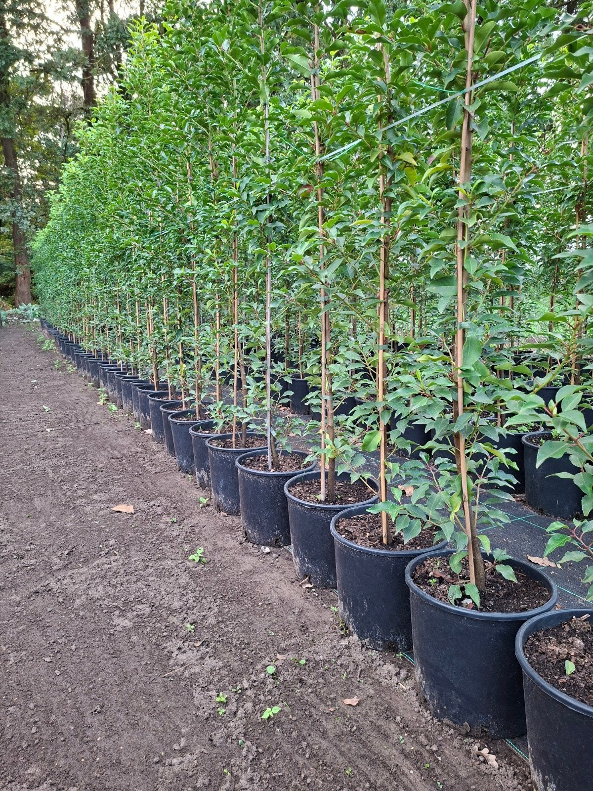 Vowassen haag. lusitanicahaag, Ophalen