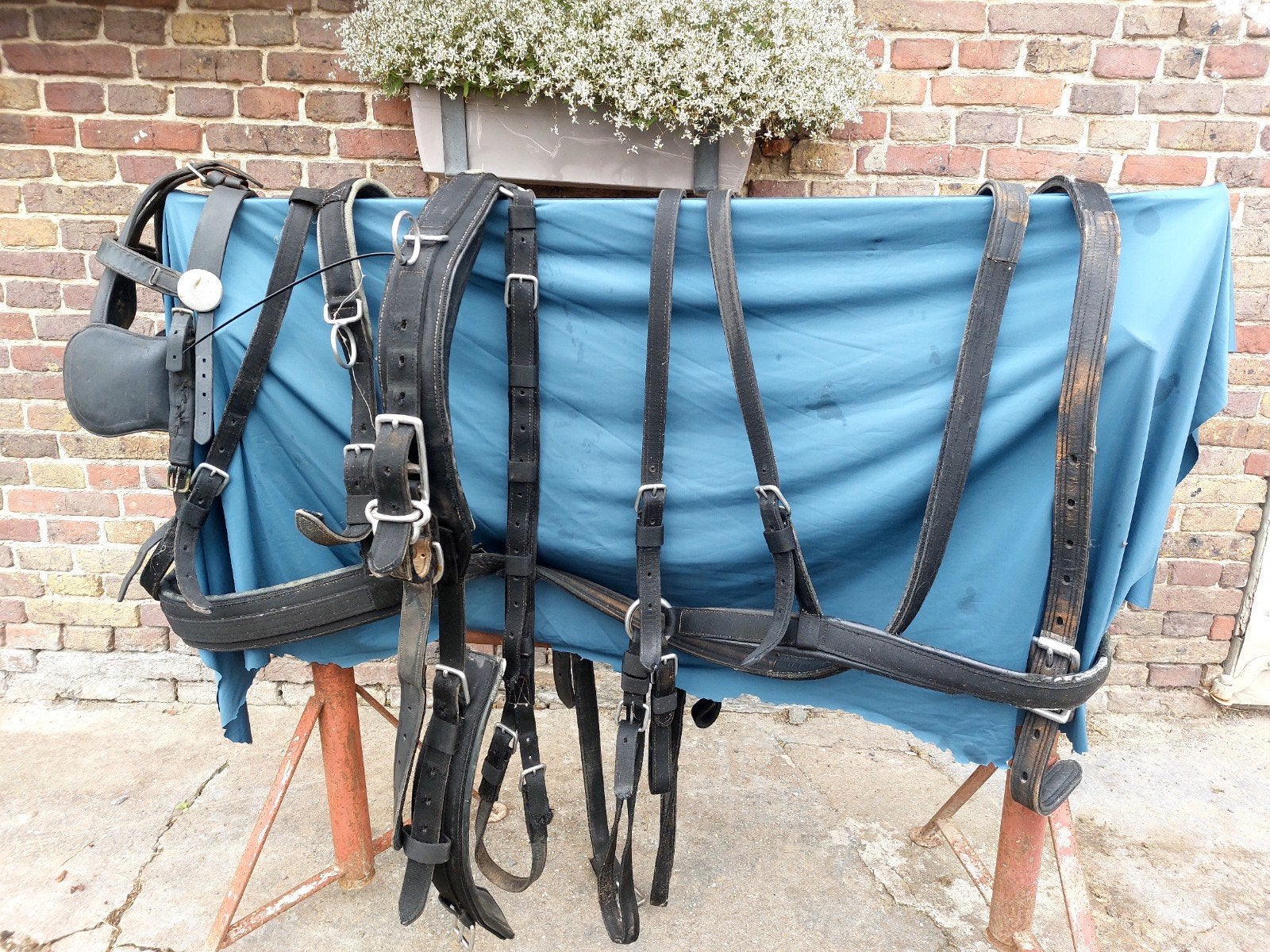 Enkelspan tuig in nylon, Mors, Noir, Enlèvement, Cob