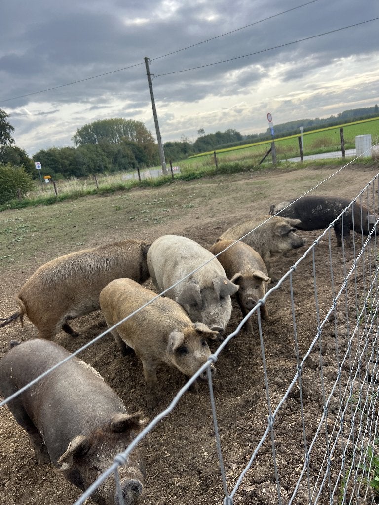 7 zeugen Duroc en Mangalica, Femelle, Porcs