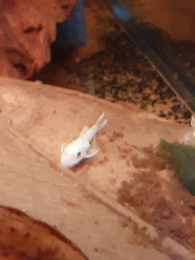 L144 snow white 5€, Dieren en Toebehoren, Vissen | Aquariumvissen