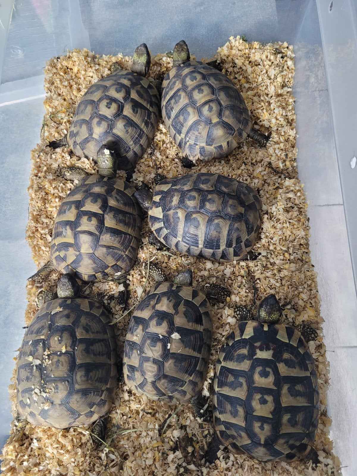 Tortues Hermann boetgerri, Animaux & Accessoires, Reptiles & Amphibiens