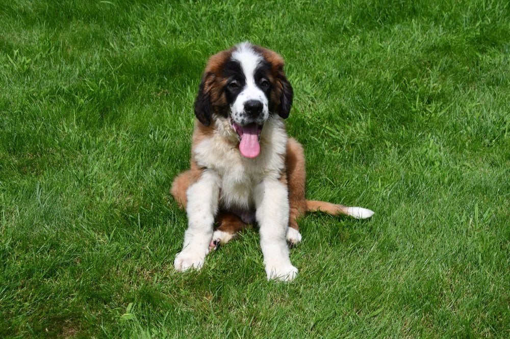 Chiots Saint-Bernard à vendre, 15 semaines à 1 an, Chien (mâle), Maladie de Carré (chiens), Autres races