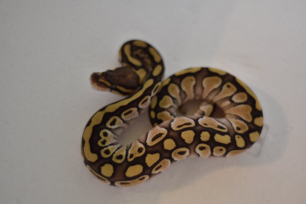Ball pythons, Animaux & Accessoires, Serpent, Domestique, 0 à 2 ans