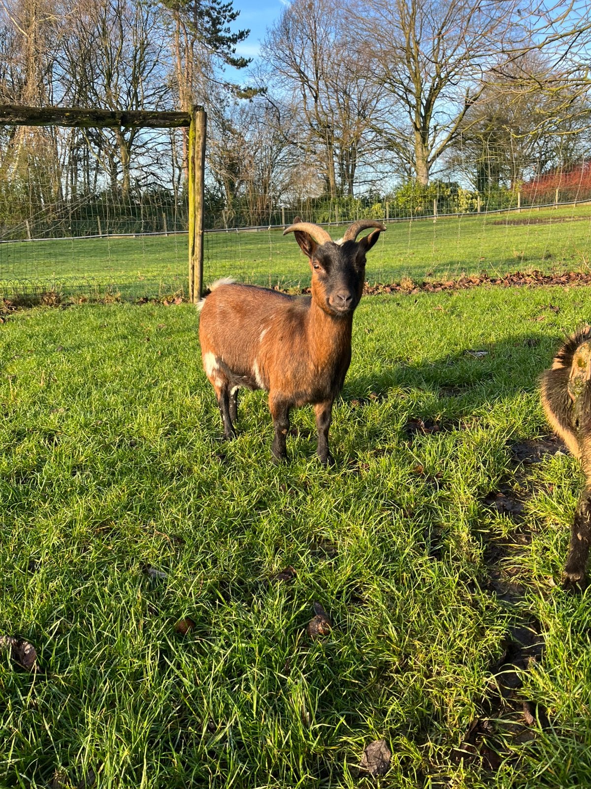 Dwerggeit, Dieren en Toebehoren, Vrouwelijk, Geit, 3 tot 5 jaar