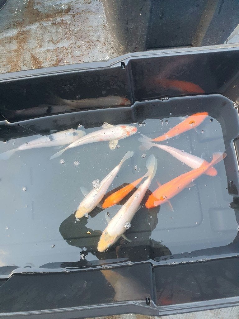 Dernière chance ! Koi Mix (8 koi), Animaux & Accessoires, Carpe ou Koï
