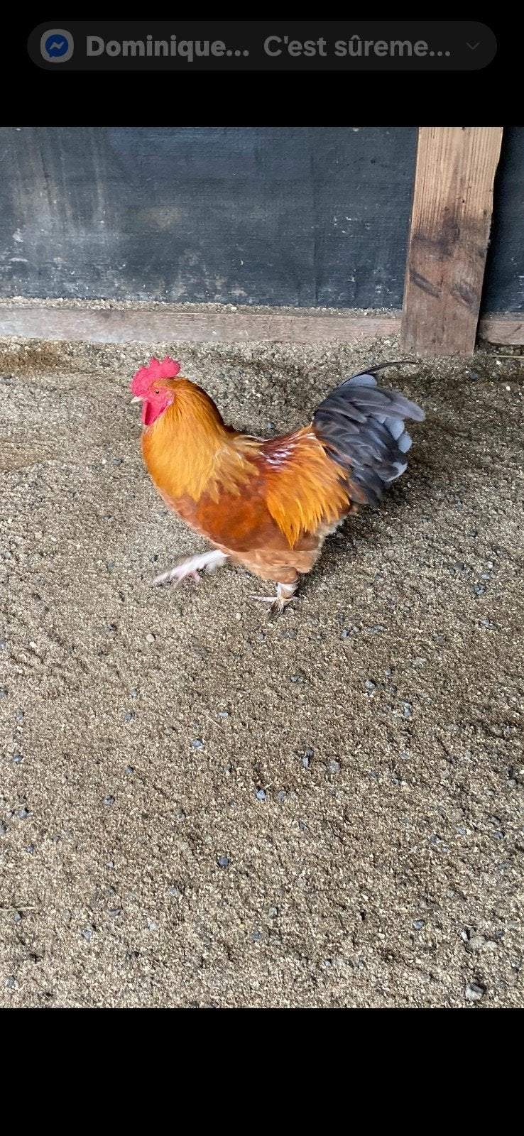 Joli jeune coq  à donner