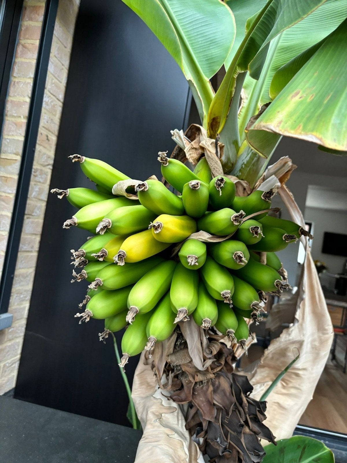 Bananier, 3x, avec pot, Enlèvement