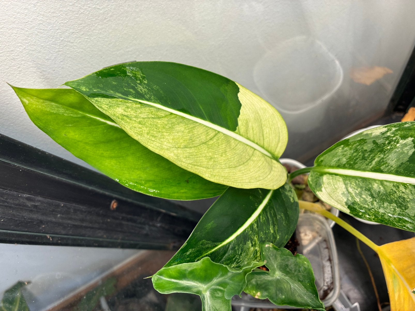 Dieffenbachia Oerstedii variegata, Maison & Meubles, Plantes d'intérieur, Autres espèces, En pot, Moins de 100 cm, Plante verte