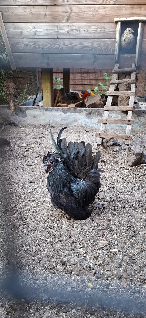 Chabo haantje zwart, Dieren en Toebehoren, Mannelijk, Kip