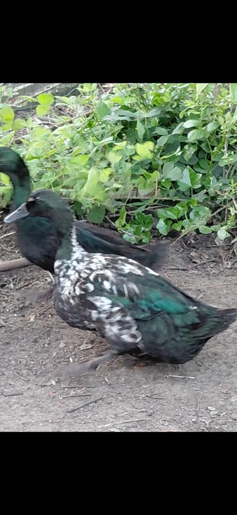 Koppel grote gevlekte eenden, Dieren en Toebehoren, Eend