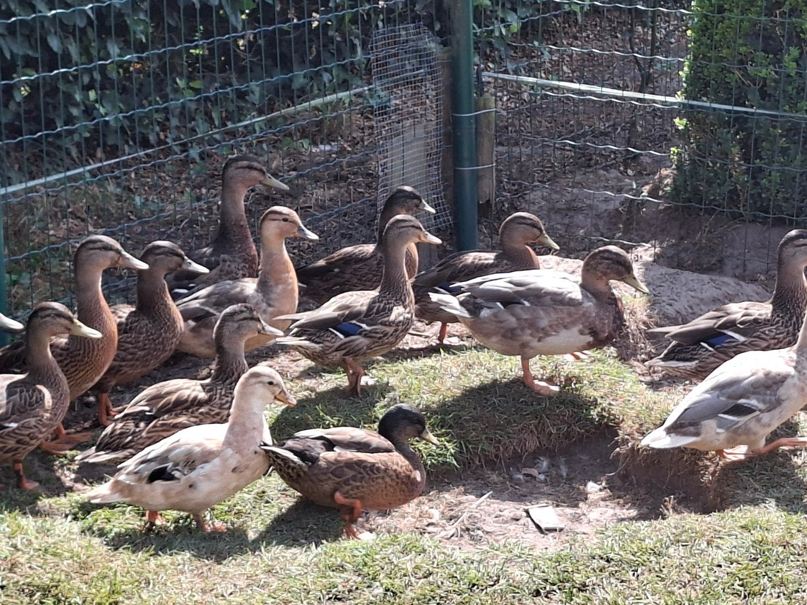 Wilde eenden, Dieren en Toebehoren