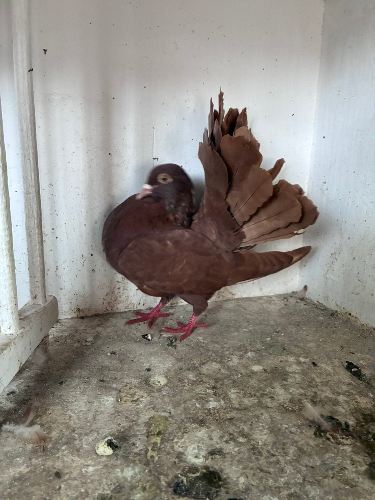 Verschillende soorten duiven te koop., Dieren en Toebehoren, Geslacht onbekend, Overige soorten