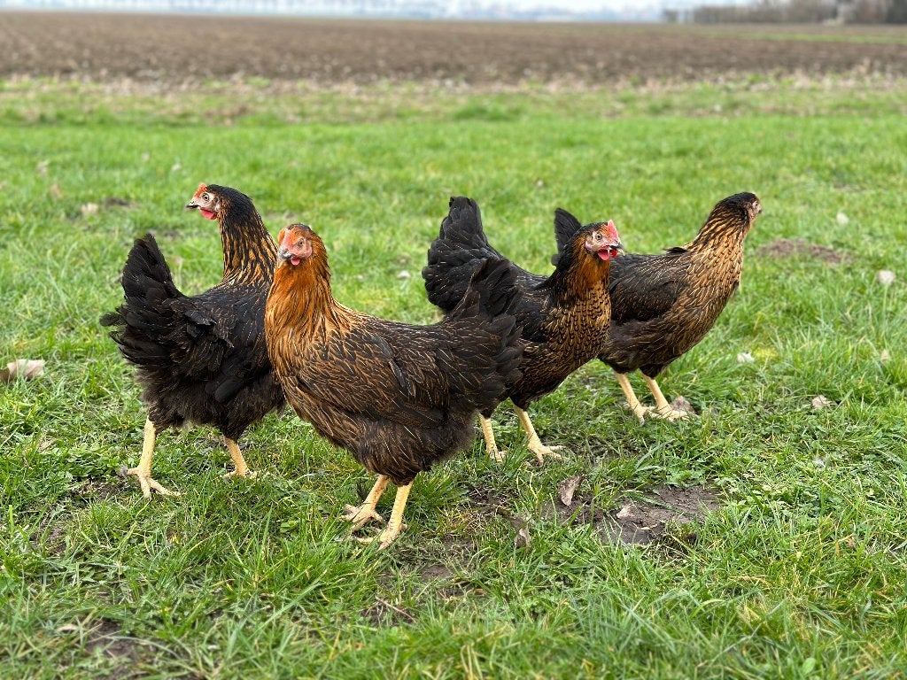 Jonge tamme Harco kippen gesekst en ingeënt