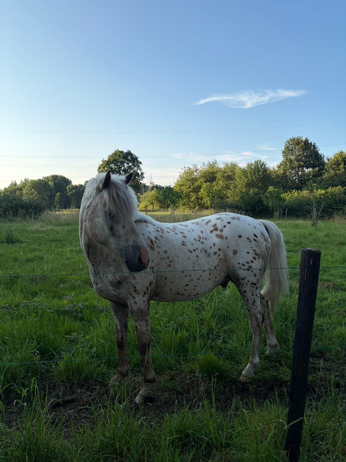 Verzorgpony aangeboden, Ruin, Minder dan 160 cm, 11 jaar of ouder